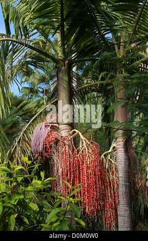 Bangalow Palm, re Palm, Illawara Palm, Piccabben o Piccabeen, Archontophoenix cunninghamiana, Arecaceae (Palmae). Australia. Foto Stock