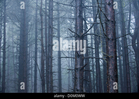 Coppia bosco di conifere avvolta in umido condizioni di nebbia Foto Stock