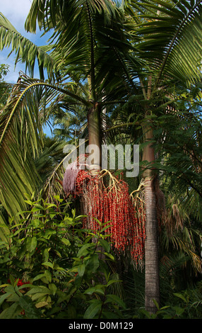 Bangalow Palm, re Palm, Illawara Palm, Piccabben o Piccabeen, Archontophoenix cunninghamiana, Arecaceae (Palmae). Australia. Foto Stock