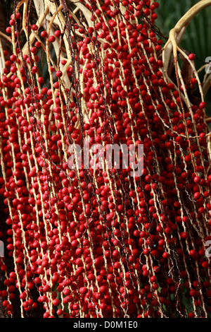 Bangalow Palm, re Palm, Illawara Palm, Piccabben o Piccabeen, Archontophoenix cunninghamiana, Arecaceae (Palmae). Australia. Foto Stock