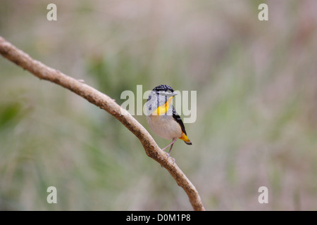 Avvistato pardalote (Pardalotus punctatus), Woodend, Victoria, Australia Foto Stock