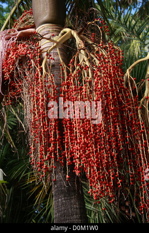 Bangalow Palm, re Palm, Illawara Palm, Piccabben o Piccabeen, Archontophoenix cunninghamiana, Arecaceae (Palmae). Australia. Foto Stock