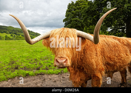 Highland bovini sul prato, Scozia Foto Stock