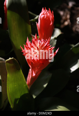 Torce fiammeggianti, infallibile impianto, Foolproofplant, Billbergia pyramidalis, Bromeliaceae. Caraibi a est del Brasile. Sud America. Foto Stock