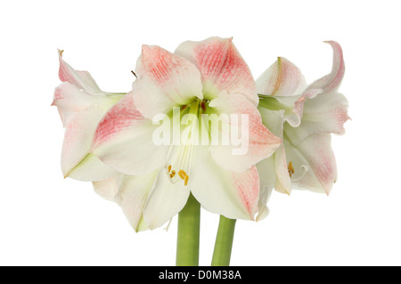 Amaryllis, hipeastrum, fiori isolati contro white Foto Stock