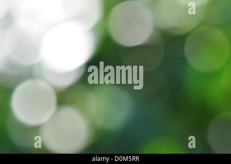 Luce che risplende su foglie di albero. Sfocata riflessioni sulla giornata di sole sfondo astratto. Foto Stock