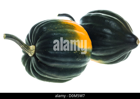 Due mature raccolte acorn squash isolato su bianco Foto Stock