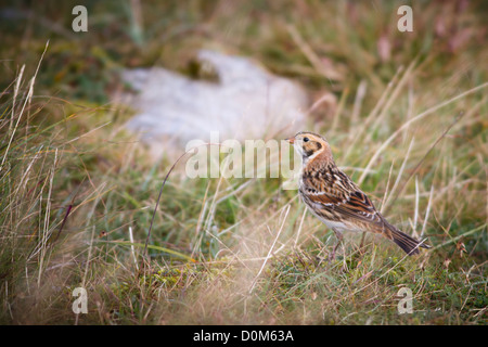 Lapland bunting, il Galles del nord Foto Stock