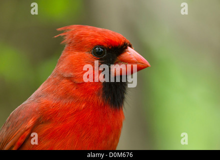 Rosso cardinale ritratto in estate Foto Stock