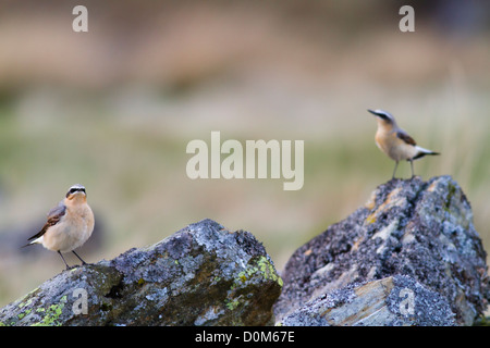 Culbianco tra le colline rocciose di Mount Snowdon Foto Stock