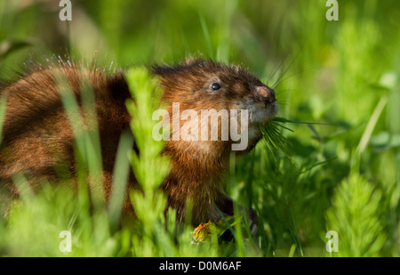 Topo muschiato (Ondatra zibethica) in primavera Foto Stock