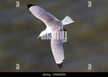 Kittiwake in volo Foto Stock