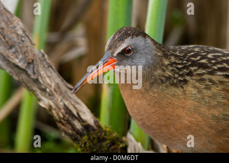 Virginia Treno (Rallus limicola) ritratto Foto Stock