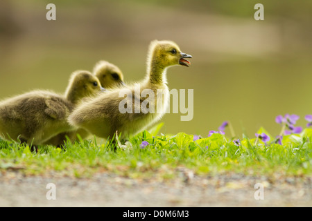 Canada Goose bebè in primavera Foto Stock