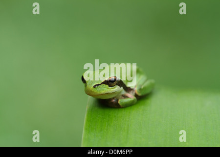 Hyla raganella su una foglia verde e Sfondo verde. Ampia Foto Stock