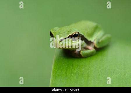 Hyla raganella su una foglia verde e Sfondo verde guarda alla fotocamera, attesa, guardando e di appoggio Foto Stock