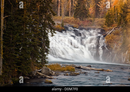 Lewis rientra nel Parco Nazionale di Yellowstone in autunno Foto Stock