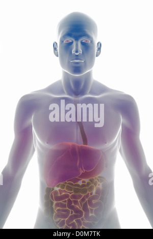 Stilizzata vista frontale del corpo superiore che mostra il sistema digestivo. Foto Stock