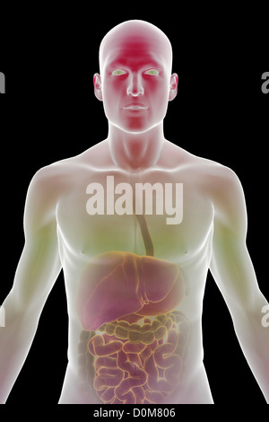 Stilizzata vista frontale del corpo superiore che mostra il sistema digestivo. Foto Stock