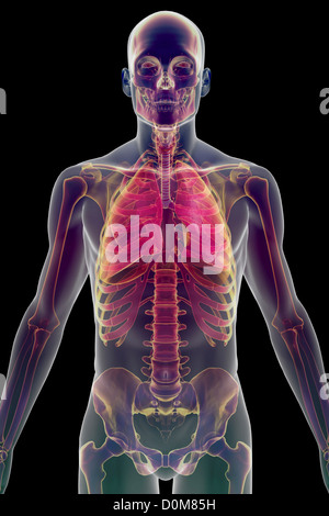 Stilizzata vista frontale del corpo superiore che mostra lo scheletro e il sistema respiratorio. Foto Stock