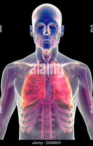 Stilizzata vista frontale del corpo superiore che mostra lo scheletro e il sistema respiratorio. Foto Stock