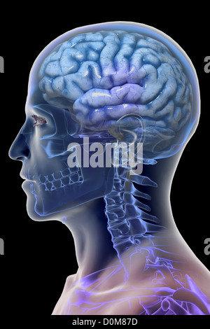 Stilizzata vista laterale del cervello entro il corpo. Lo scheletro è anche parzialmente visibile. Foto Stock