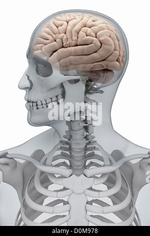 Cervello umano e lo scheletro entro una figura maschile visto dalla parte anteriore. Foto Stock