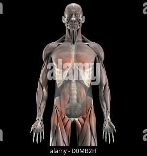 Un modello umano che mostra il major psoas muscolo. Foto Stock