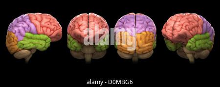 Quattro modelli del cervello umano, isolando diversi lobi con colore. Foto Stock