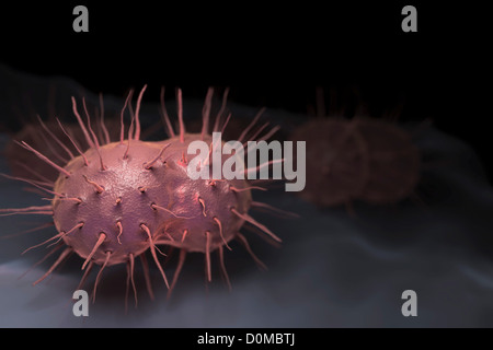 Neisseria gonorrhoeae, batterio responsabile per le infezioni trasmesse per via sessuale gonorrea. Foto Stock