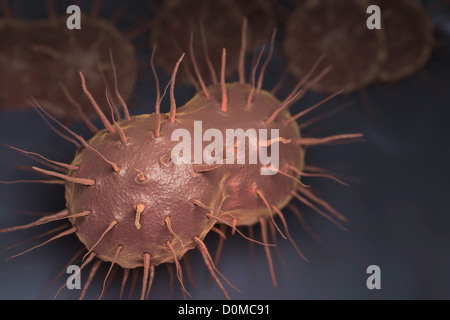 Neisseria gonorrhoeae, batterio responsabile per le infezioni trasmesse per via sessuale gonorrea. Foto Stock