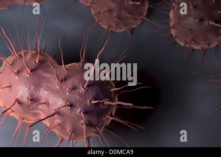 Neisseria gonorrhoeae, batterio responsabile per le infezioni trasmesse per via sessuale gonorrea. Foto Stock