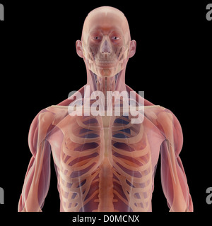 Modello anatomico che mostra la struttura di scheletro del torace umano e il cranio. Foto Stock