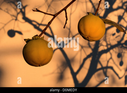 Due Cachi (Diospyros kaki), con kaki tree ombra su una parete Foto Stock