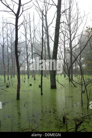 Gli alberi morti nella nebbia di mattina sulla palude. Foto Stock