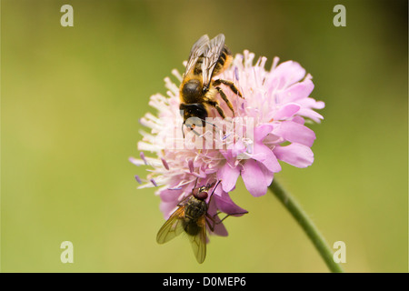 Un'ape e volare sul fiore - macro shot, natura della Polonia. Foto Stock