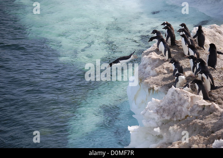 Adelie penguins tuffo fuori il ghiaccio nel mare Gennaio 8, 2012 in Ross Island, l'Antartide. Migliaia di pinguini Adelie raccogliere nel mese più caldo sulla isola di Ross per razza e parte posteriore il loro giovane. Foto Stock