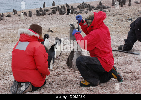 I ricercatori si registra il peso di un'Adelie penguin Gennaio 25, 2012 a Cape Crozier, Ross Island, l'Antartide. Cape Crozier è una delle diverse posizioni in cui le ricerche attualmente in corso si sta svolgendo sulla Adelie pinguini. Foto Stock