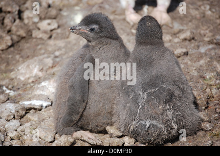 Adelie penguin pulcini 8 gennaio 2012 in Ross Island, l'Antartide. Migliaia di pinguini Adelie raccogliere nel mese più caldo sulla isola di Ross per razza e parte posteriore il loro giovane. Foto Stock