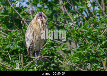 Rohrdommel, Botaurus stellaris, tarabuso Foto Stock