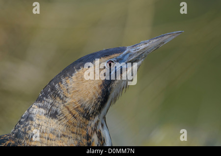 Rohrdommel, Botaurus stellaris, tarabuso Foto Stock