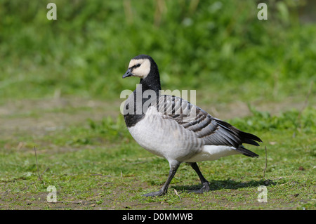 Weißwangengans,Branta leucopsis, Barnacle Goose Foto Stock