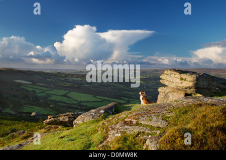 Cane godendosi il panorama su Dartmoor Foto Stock