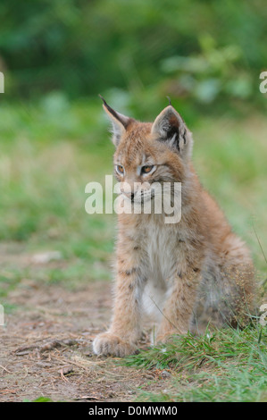 Eurasischer Luchs ,Lynx lynx, eurasian lynx Foto Stock