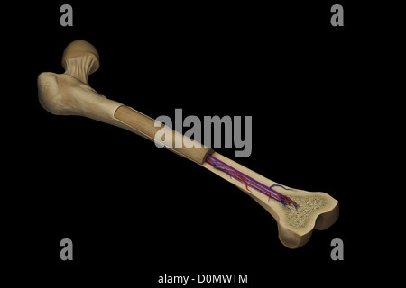 Sezione trasversale di un osso femore che mostra la struttura anatomica inclusi osso spongioso e midollo spinale. Foto Stock