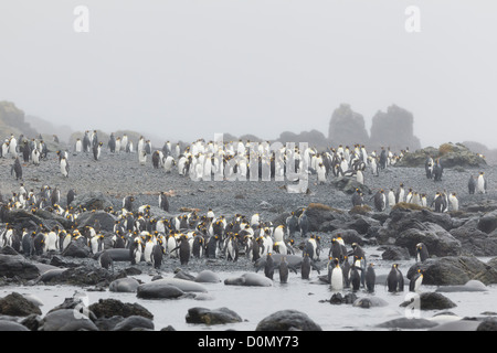 Re colonia di pinguini (Aptenodytes patagonicus) in Macquarie Island - Tasmania - Australia Foto Stock