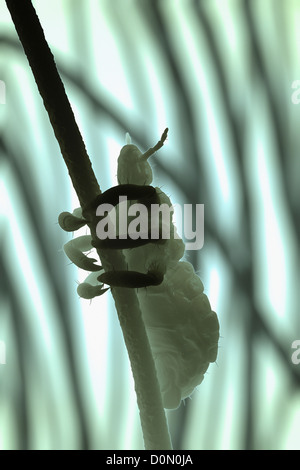 Testa di parassiti pidocchio aggrappato a un follicolo pilifero. Foto Stock