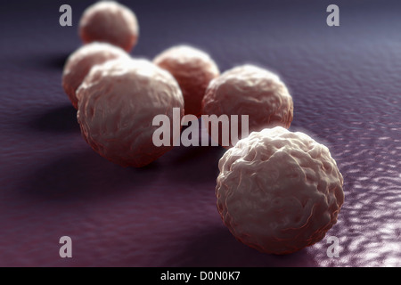 Gruppo di chlamydia batteri. Foto Stock