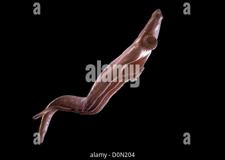 Schistosomiasis noto anche come la febbre di lumaca è un parassita malattia causata worm parassita genere Schistosoma. adulti femmine e maschi sono Foto Stock