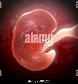 Un embrione di sviluppo all'interno del grembo materno. (7 settimana dopo l'ultimo periodo mestruale o LMP) Foto Stock